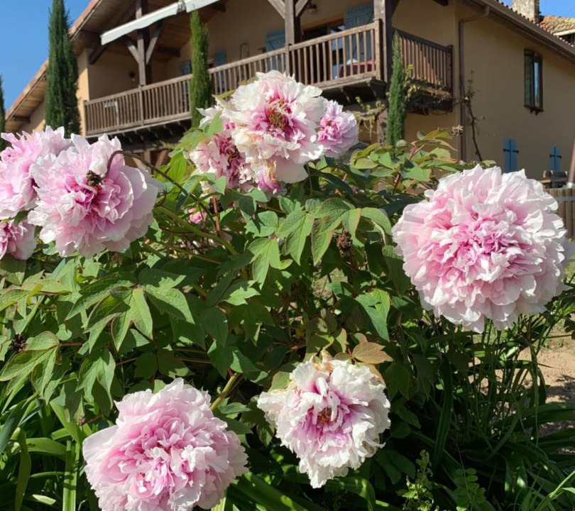 Photo of Others in Caupenne-d'Armagnac