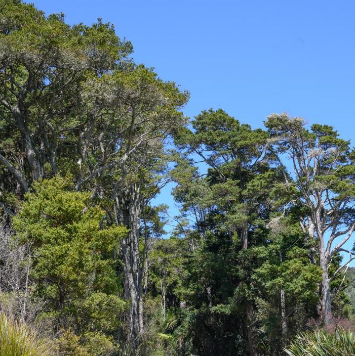 Photo of Others in Kaipara Flats