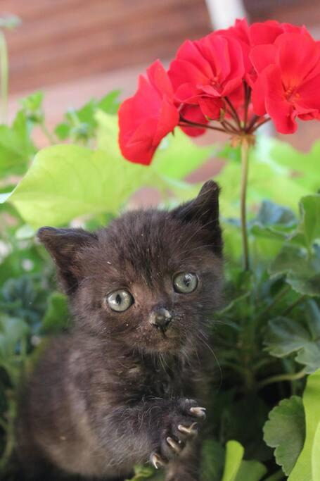 Photo of Others in Bindernheim