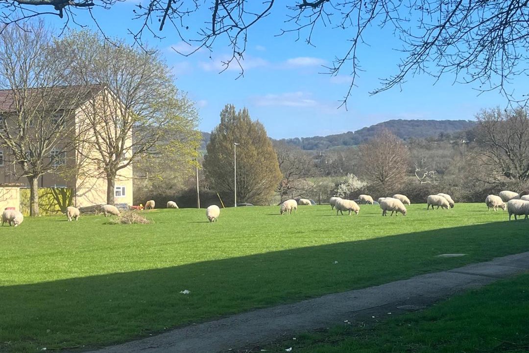 Photo of Buildings in Matson