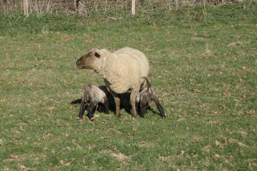 Photo of Others in Scoury