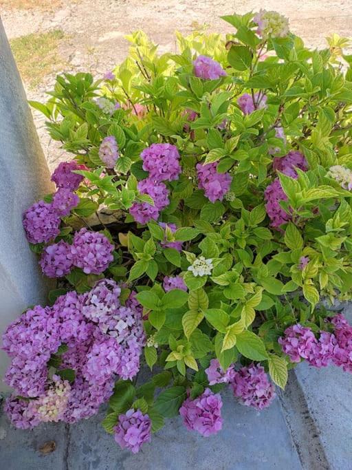 Photo of Others in Saint-Martin-de-Valgalgues