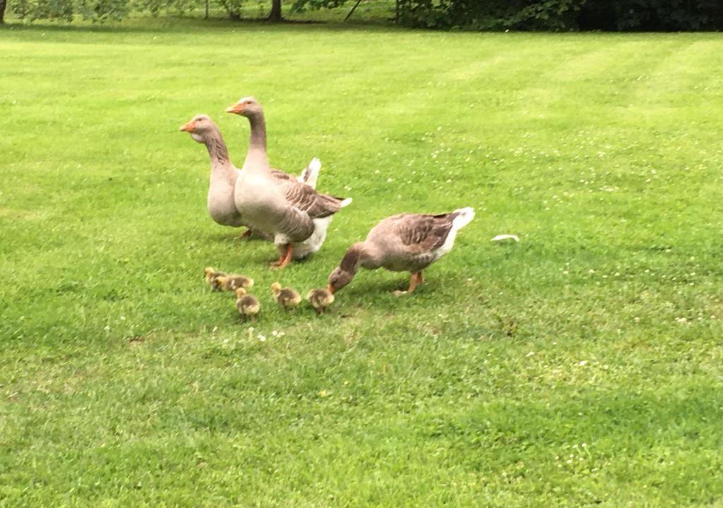 Photo of Others in Montceaux