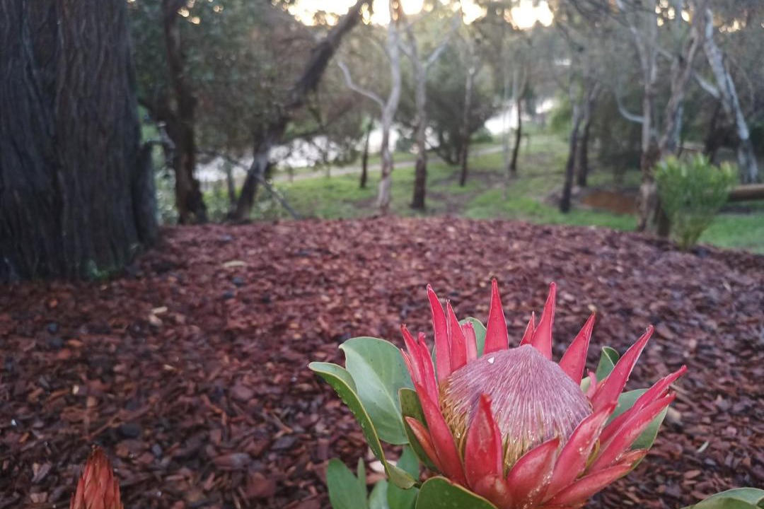 Photo of Others in Strathalbyn