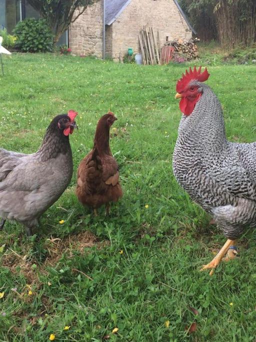 Photo of Others in Plogastel-Saint-Germain