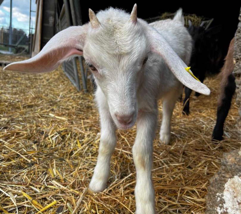 Photo of Others in Gras