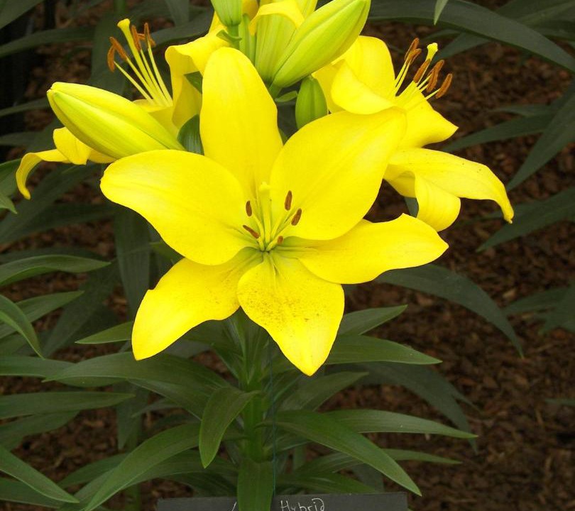 Photo of Others in Tamaris