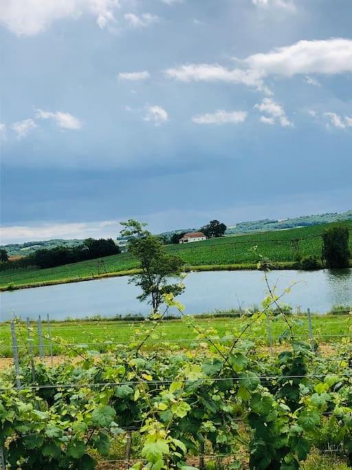 Photo of Outdoor in Madiran