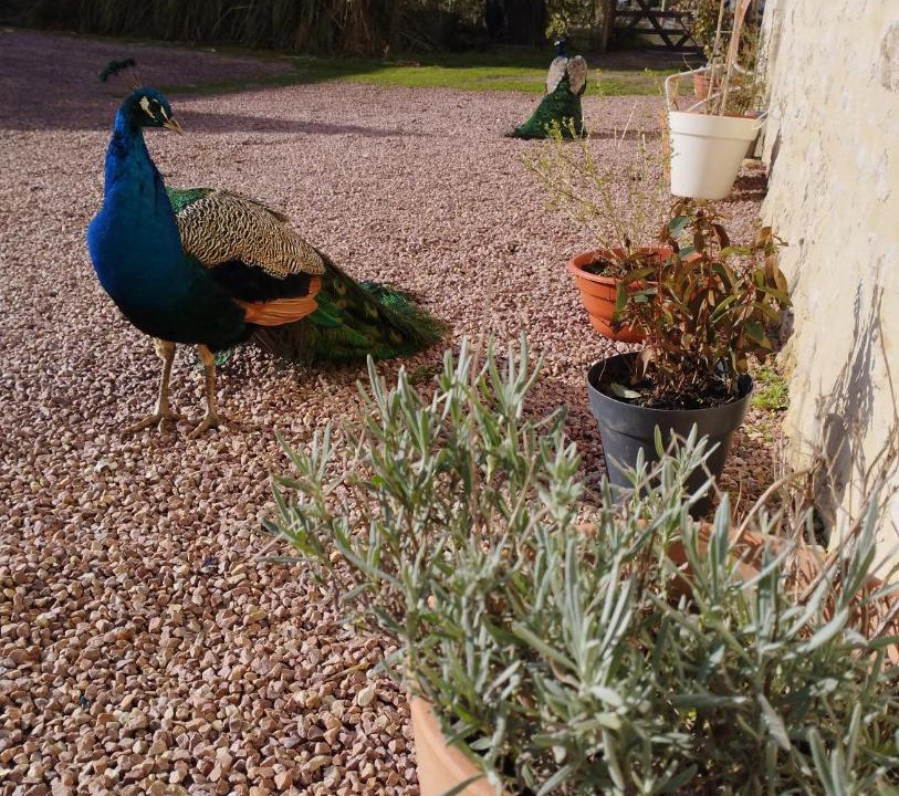 Photo of Others in Sarceaux