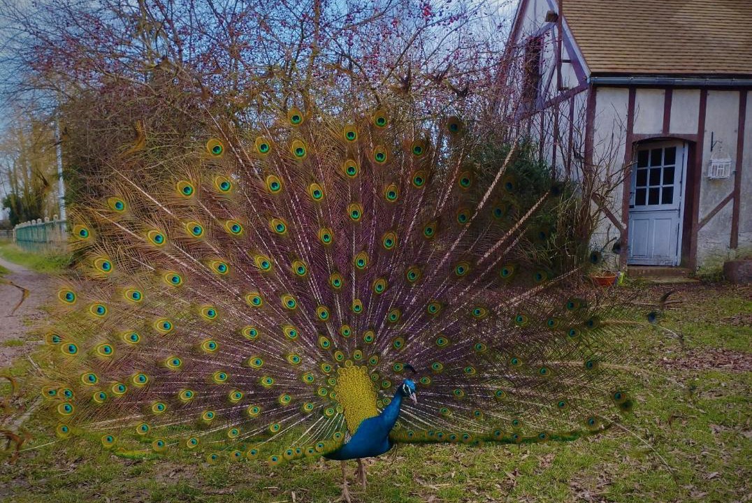 Photo of Others in Sarceaux