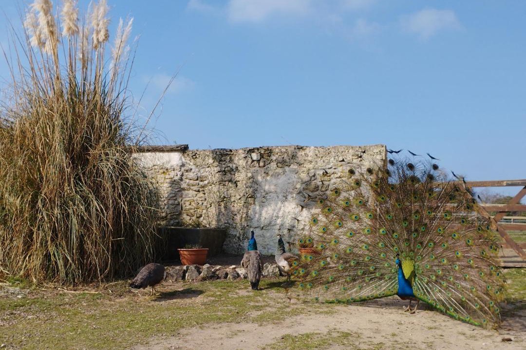 Photo of Others in Sarceaux