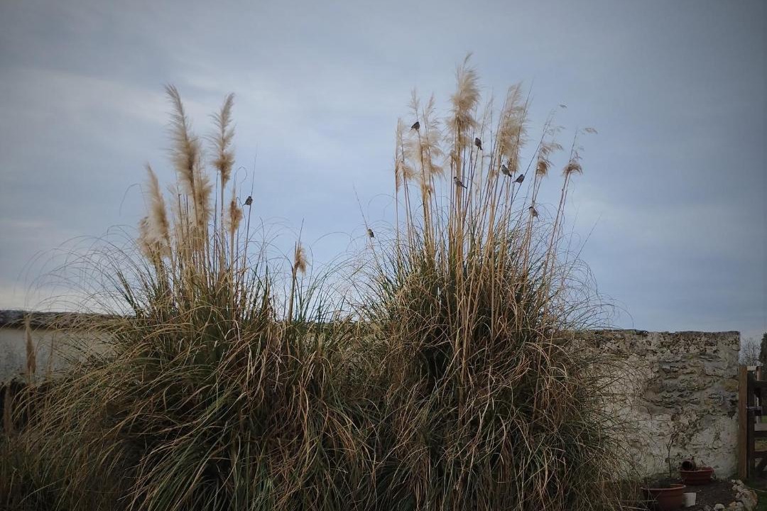 Photo of Others in Sarceaux