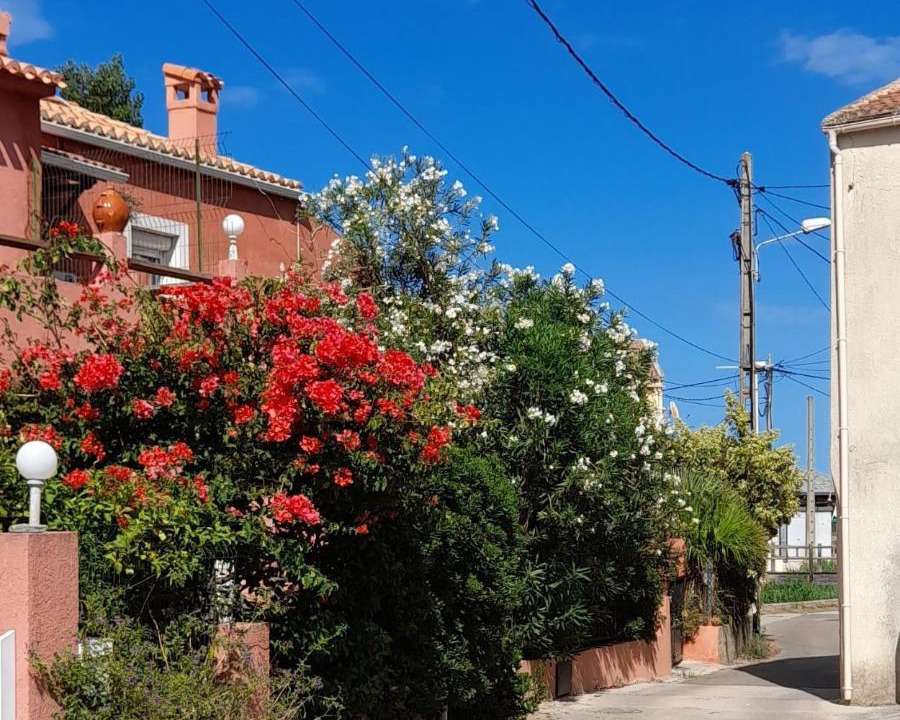 Photo of Others in Macinaggio