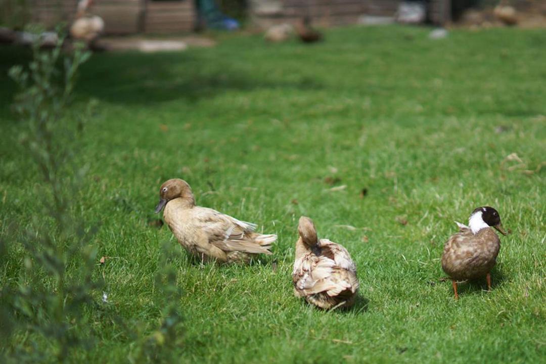 Photo of Human In Picture in Llanfairpwllgwyngyll