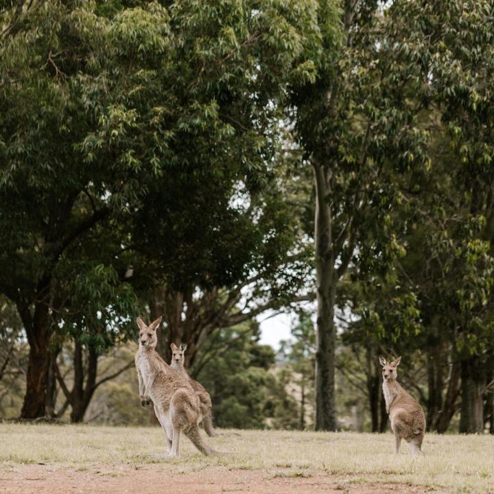 Photo of Others in Pokolbin