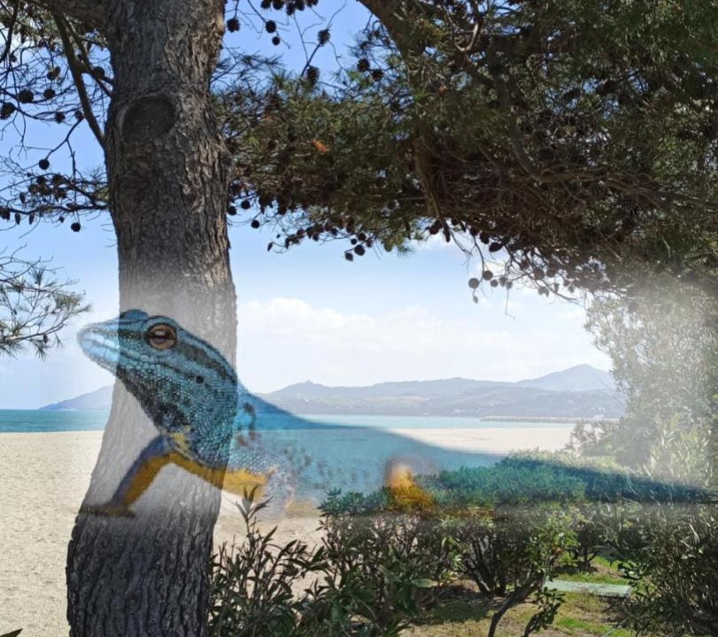 Photo of Others in Argeles-sur-Mer
