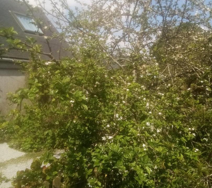 Photo of Outdoor in Plougastel-Daoulas