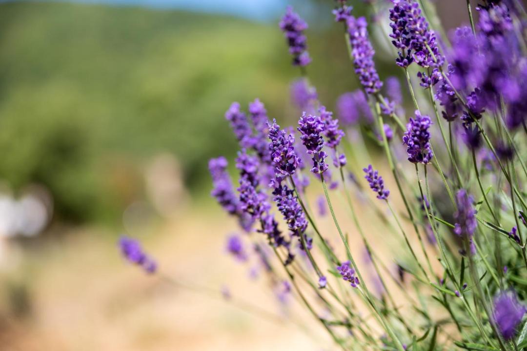 Photo of Others in Rieussec