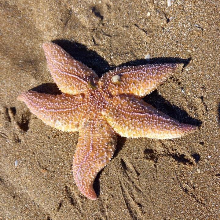 Photo of Others in Dives-sur-Mer