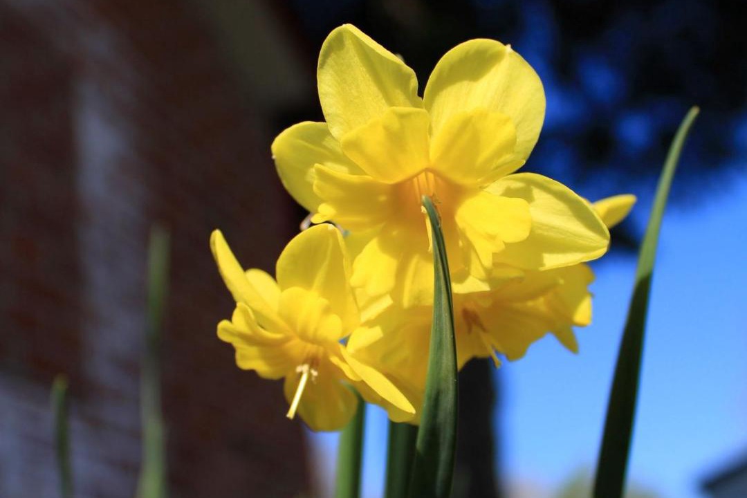 Photo of Outdoor in Peronne