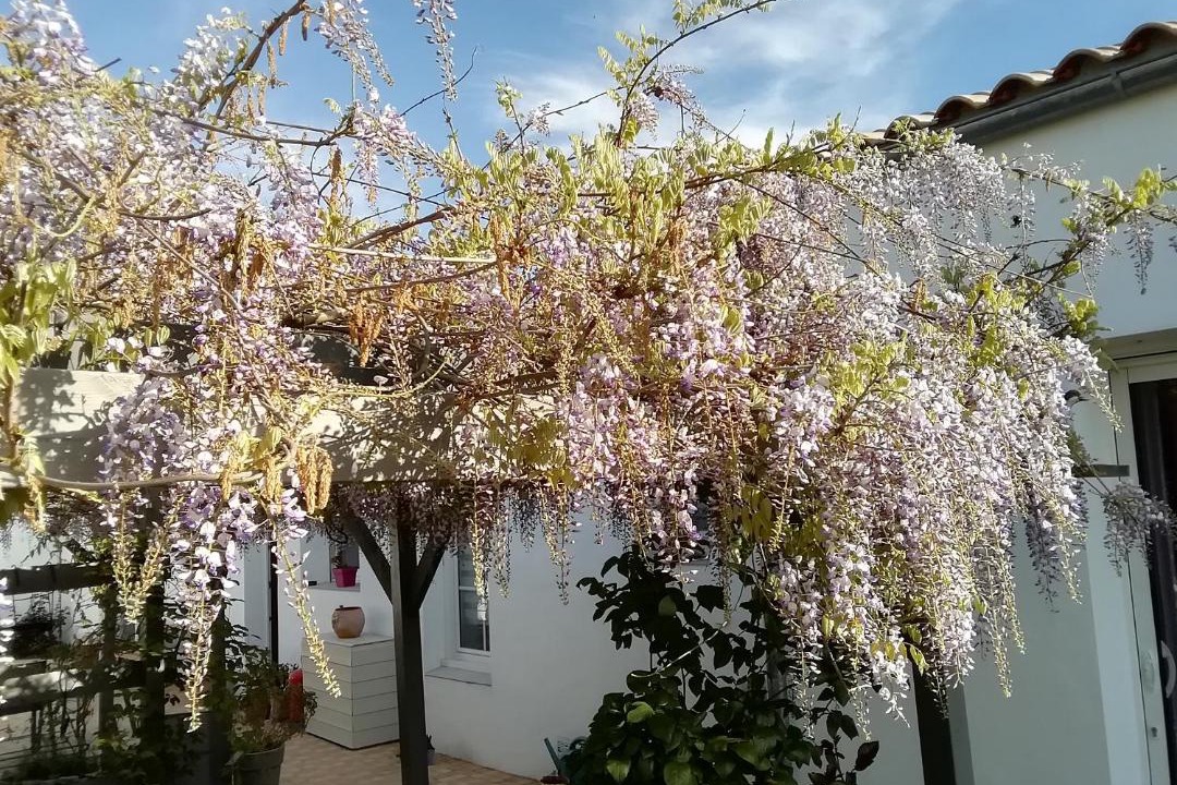 Photo of Others in Challans