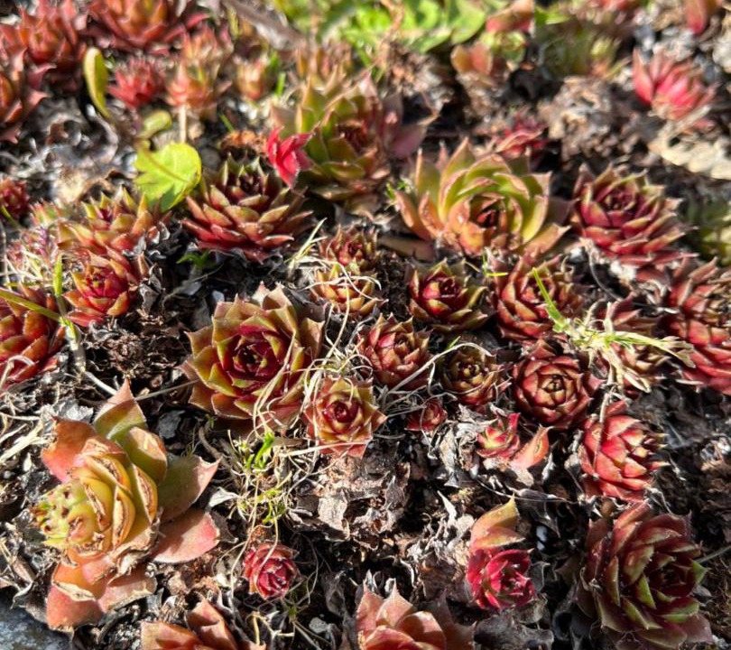 Photo of Others in Dunkær