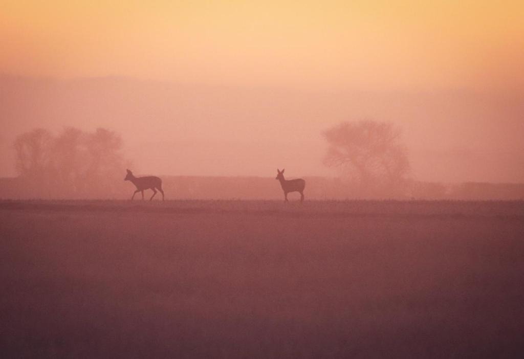 Photo of Others in Andryes