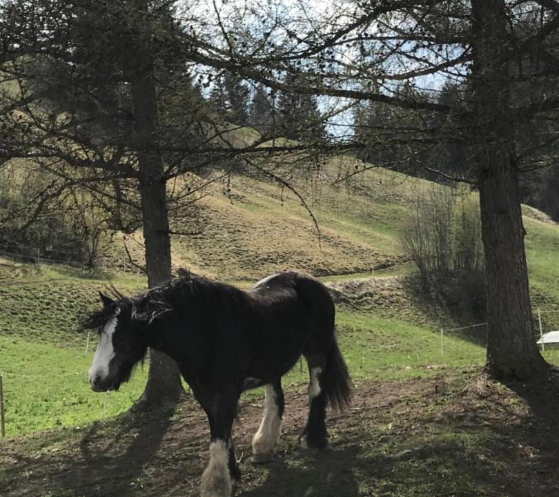 Photo of Others in Chateau-d'Oex