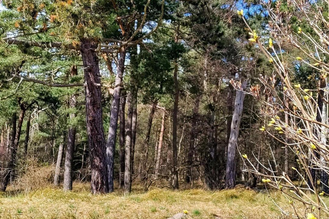Photo of Others in Hojby