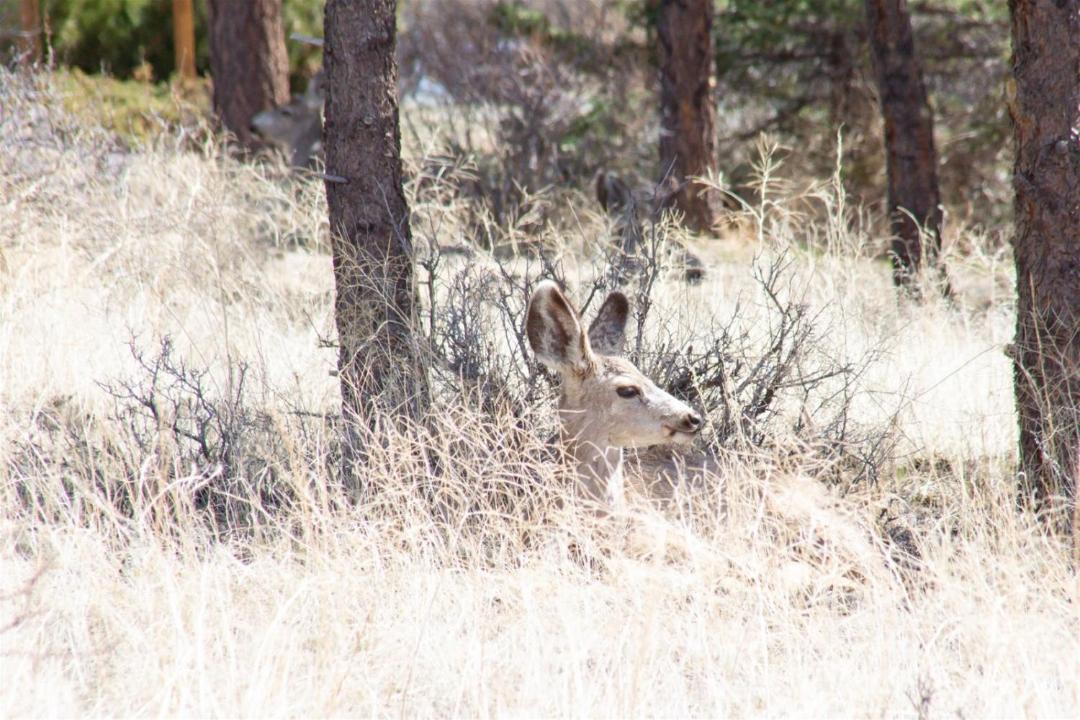 Photo of Outdoor in Estes Park