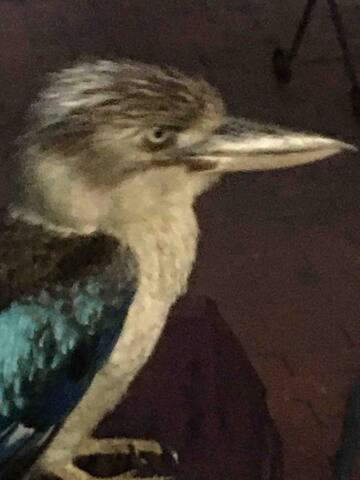 Photo of Others in Townsville