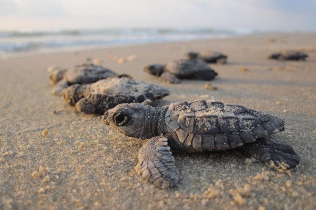 Photo of Others in Corpus Christi