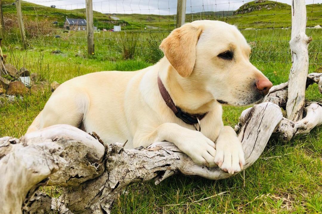 Photo of Others in Colbost