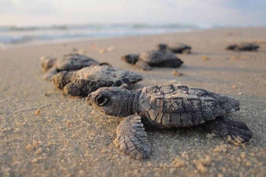 Photo of Outdoor in Corpus Christi