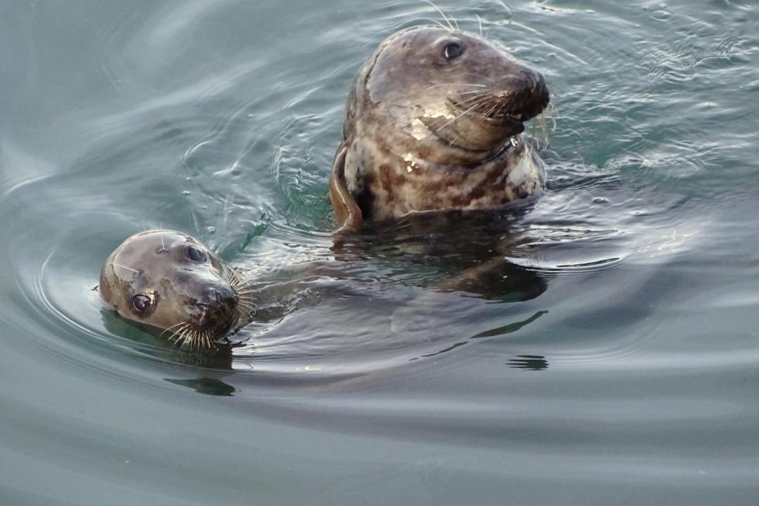 Photo of Others in Brixham