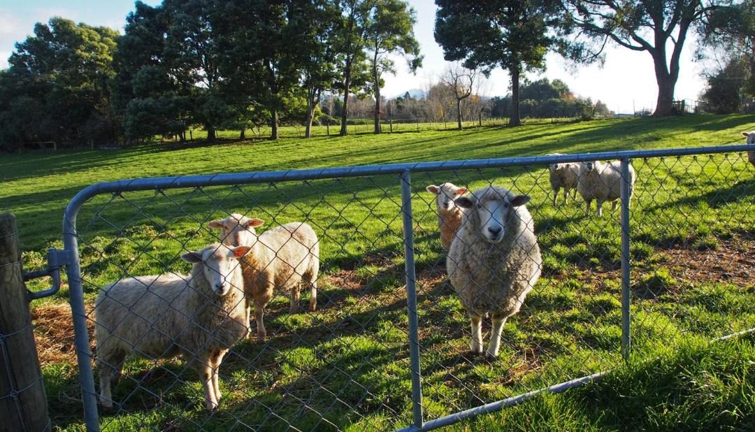 Photo of Others in Geraldine