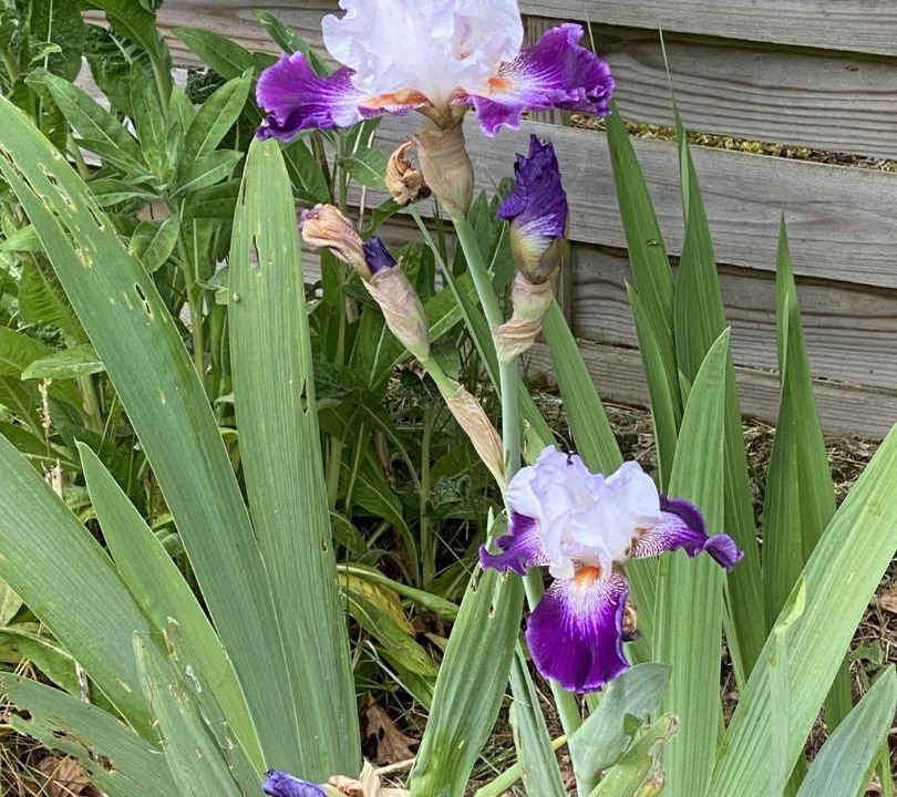 Photo of Others in Saint-Just