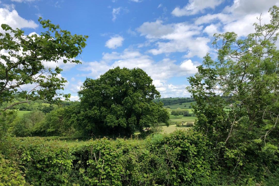 Photo of Outdoor in Honiton