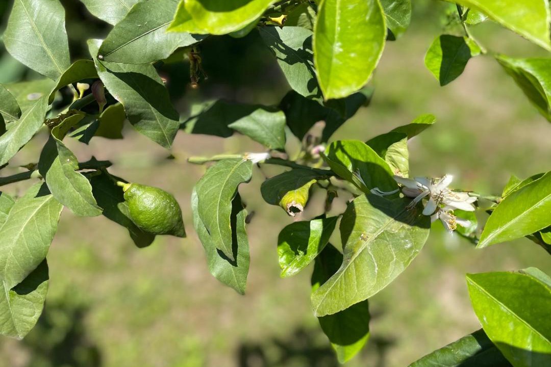 Photo of Others in Argeles-sur-Mer