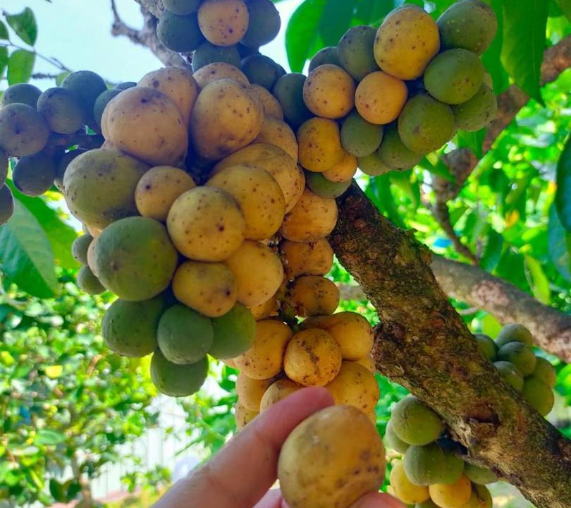 Photo of Others in Kampung Paya Rumput