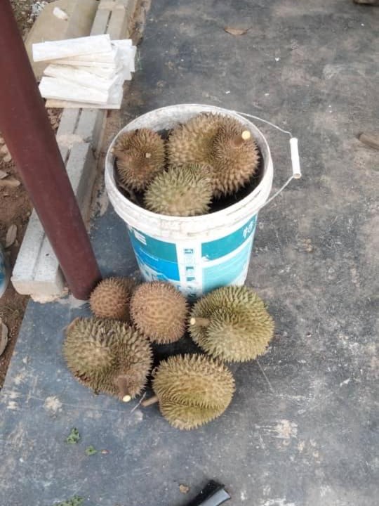 Photo of Outdoor in Kampung Paya Rumput