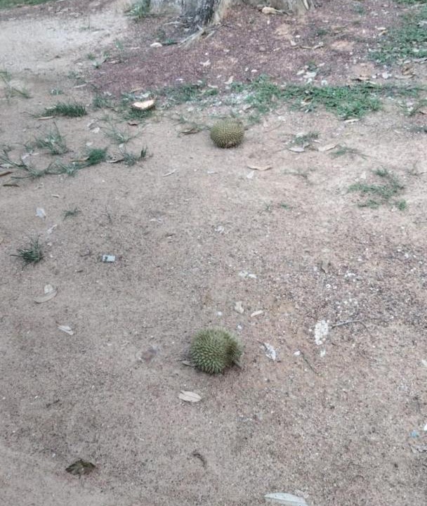 Photo of Outdoor in Kampung Paya Rumput