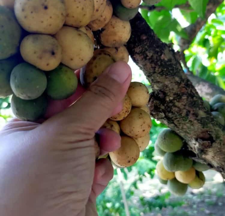 Photo of Others in Kampung Paya Rumput