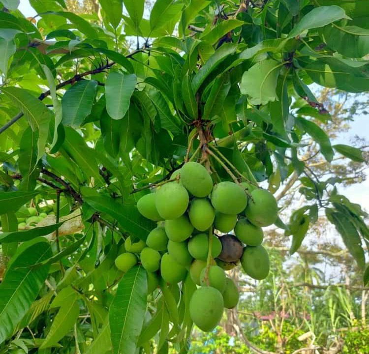Photo of Others in Kampung Paya Rumput