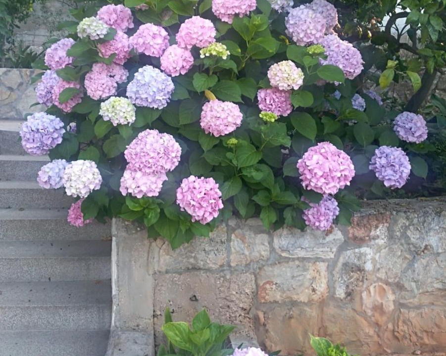 Photo of Others in Island Hvar