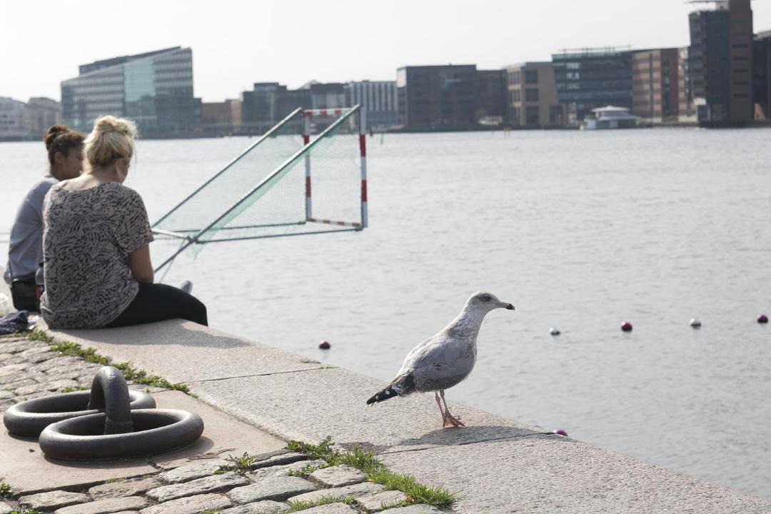 Photo of Others in Amager