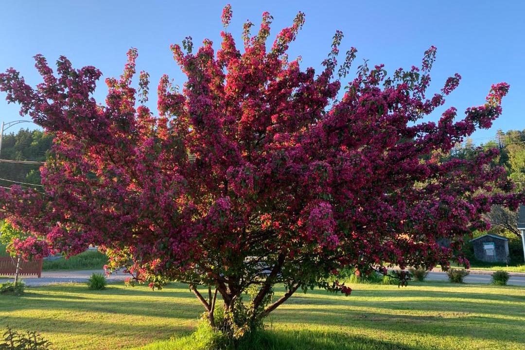 Photo of Outdoor in Perce