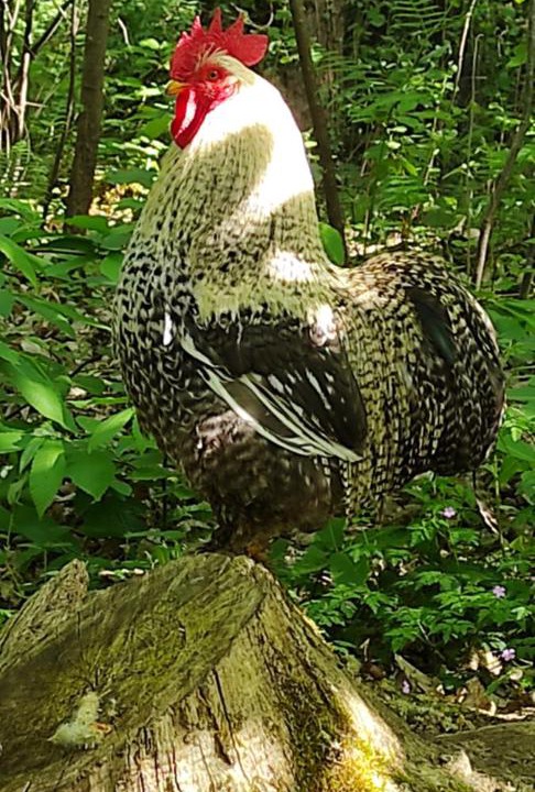 Photo of Others in La Bazoge