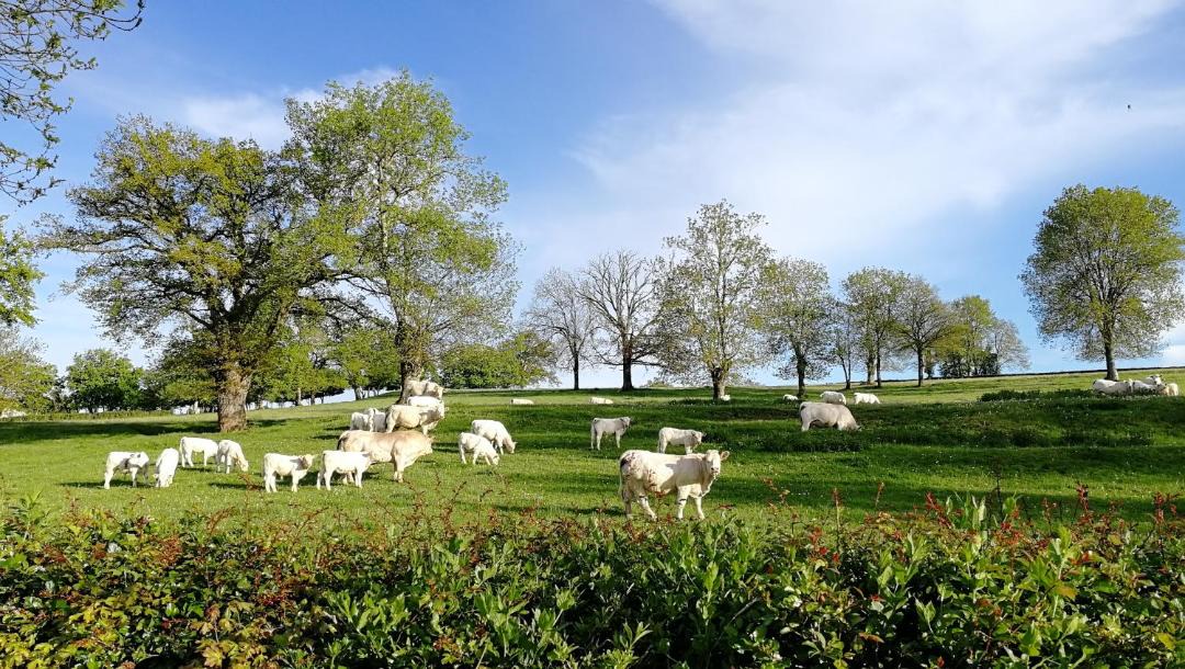 Photo of Others in Vendenesse-les-Charolles