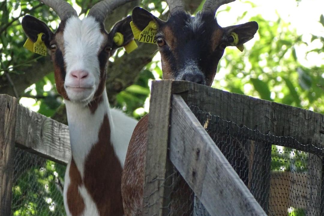 Photo of Others in Bragny-sur-Saone